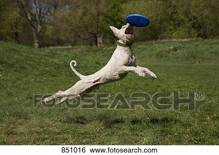 A Portuguese Waterdog in mid-air catching a plastic disc View Large Photo Image Stock Photograph - A Portuguese Waterdog in mid-air catching a plastic disc. Fotosearch