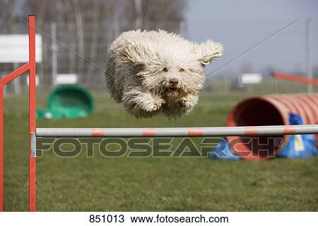 A Portuguese Waterdog jumping over a hurdle View Large Photo Image Stock Image - A Portuguese Waterdog jumping over a hurdle. Fotosearch