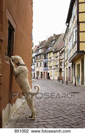 A Portuguese Waterdog standing on hind legs peeking in a window View Large Photo Image Stock Image - A Portuguese Waterdog standing on hind legs peeking in a window. Fotosearch