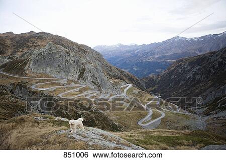 A Portuguese Waterdog standing on the Gotthard Pass, Switzerland View Large Photo Image Stock Photograph - A Portuguese Waterdog standing on the Gotthard Pass, Switzerland. Fotosearch