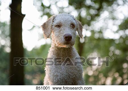 Stock Image - Portrait of a Portuguese Waterdog winking and looking to the side. Fotosearch