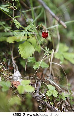 A wild strawberry plant View Large Photo Image Stock Image - A wild strawberry plant. Fotosearch