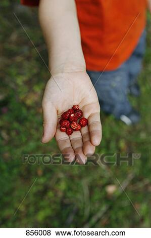 Stock Photo - Detail of a boy holding wild strawberries. Fotosearch
