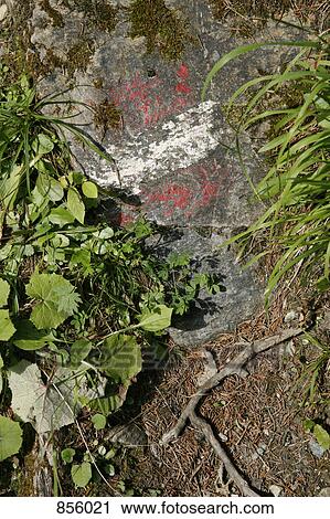 Detail of a plants growing around a rock with painted lines View Large Photo Image Stock Image - Detail of a plants growing around a rock with painted lines. Fotosearch