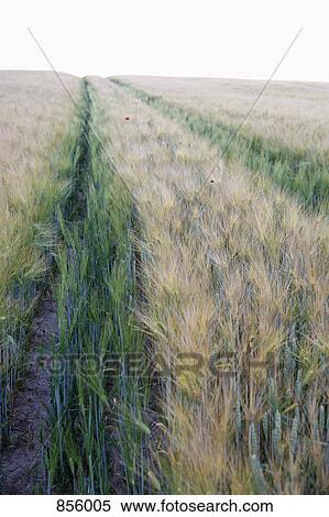 Tracks through a field of rye View Large Photo Image Stock Photography - Tracks through a field of rye. Fotosearch