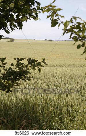 Stock Photograph - View through branches of a field of rye. Fotosearch