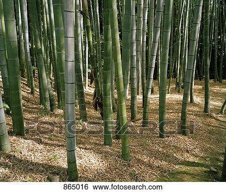 Stock Photograph - A bamboo forest, Kyoto, Japan. Fotosearch