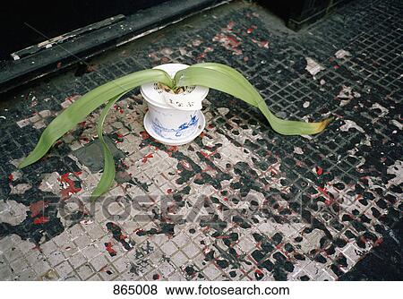A limp potted plant View Large Photo Image Stock Photo - A limp potted plant. Fotosearch
