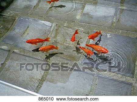 Stock Image - Fish swimming in a stone pond. Fotosearch