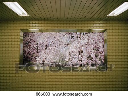 Framed view of cherry trees blossoming in a subway View Large Photo Image Stock Image - Framed view of cherry trees blossoming in a subway. Fotosearch
