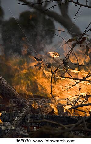 Detail of a forest fire View Large Photo Image Stock Image - Detail of a forest fire. Fotosearch