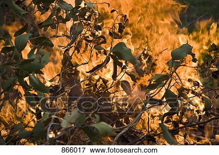 Stock Photo - Detail of a forest fire. Fotosearch