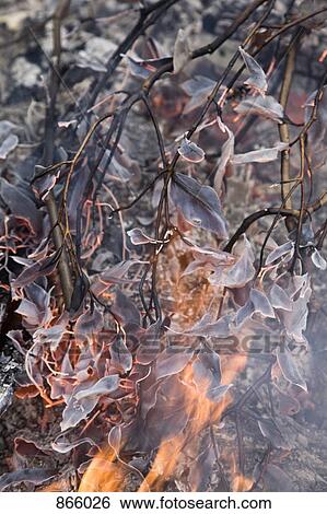 Detail of a forest fire View Large Photo Image Stock Photograph - Detail of a forest fire. Fotosearch