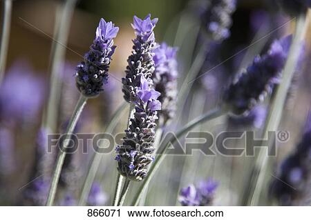 Detail of a lavender plant View Large Photo Image Stock Image - Detail of a lavender plant. Fotosearch