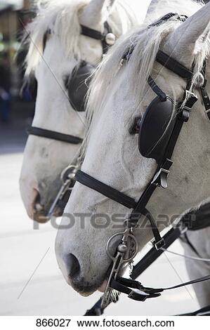 Detail of two white horses View Large Photo Image Stock Photo - Detail of two white horses. Fotosearch