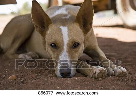 Stock Photo - Portrait of a dog. Fotosearch