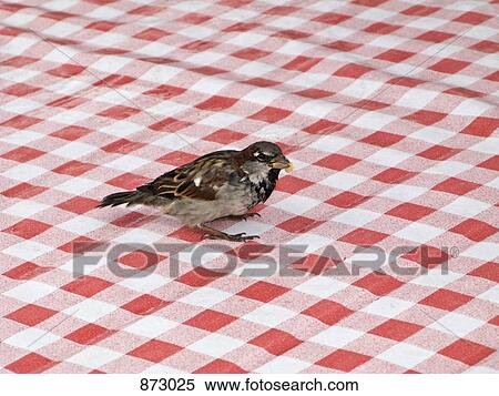 A bird sitting on a red and white checked tablecloth View Large Photo Image Stock Photography - A bird sitting on a red and white checked tablecloth. Fotosearch
