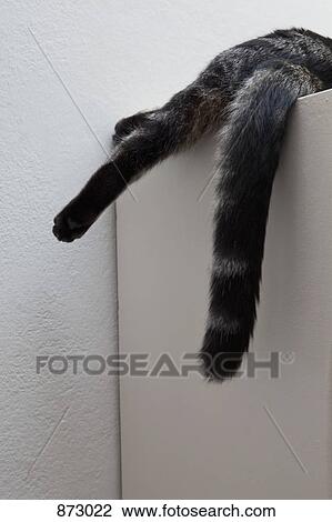 Stock Image - A cat lying on top of a piece of furniture. Fotosearch