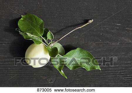 A green apple attached to its stem View Large Photo Image Stock Photography - A green apple attached to its stem. Fotosearch