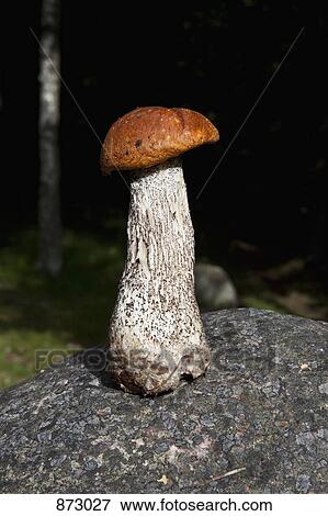 A mushroom standing on a rock View Large Photo Image Stock Photo - A mushroom standing on a rock. Fotosearch