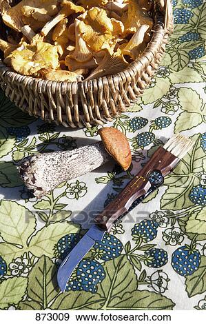 Stock Photo - Mushroom picking. Fotosearch
