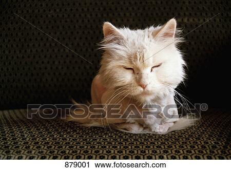 A cat lying chair View Large Photo Image Stock Image - A cat lying chair . Fotosearch