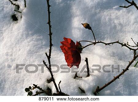 A red rose growing in snow View Large Photo Image Stock Image - A red rose growing in snow. Fotosearch