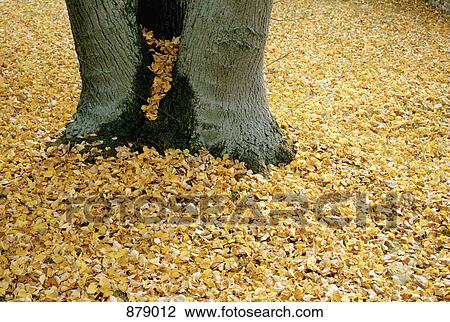 Autumn leaves scattered around a tree trunk View Large Photo Image Stock Image - Autumn leaves scattered around a tree trunk. Fotosearch