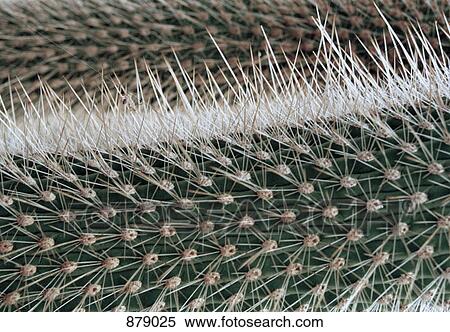Cactus spikes View Large Photo Image Stock Photography - Cactus spikes. Fotosearch