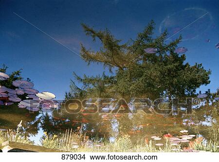 Picture - Reflection of nature in a pond. Fotosearch