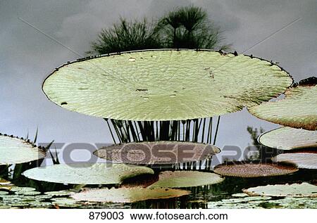 Stock Image - Reflection on water and water lilies floating on the surface. Fotosearch