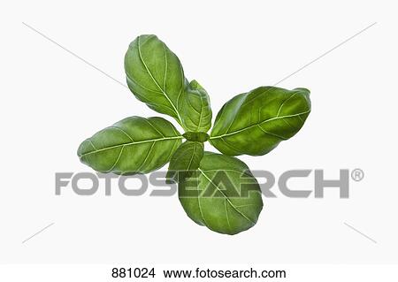 A bunch of organic basil leaves on a lightbox View Large Photo Image Picture - A bunch of organic basil leaves on a lightbox. Fotosearch