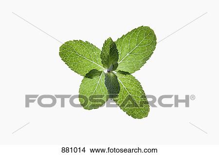 Picture - A bunch of organic mint leaves on a lightbox. Fotosearch