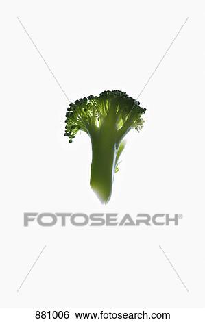 A slice of an organic broccoli on a lightbox View Large Photo Image Stock Photograph - A slice of an organic broccoli on a lightbox. Fotosearch