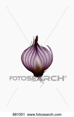 A slice of an organic red onion on a lightbox View Large Photo Image Stock Image - A slice of an organic red onion on a lightbox. Fotosearch