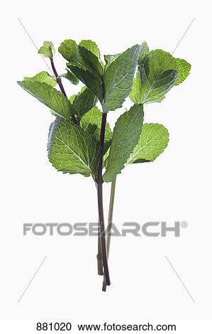 Stock Image - A sprig of organic mint on a lightbox. Fotosearch