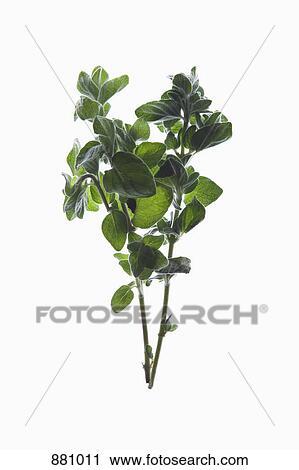 A sprig of organic oregano on a lightbox View Large Photo Image Stock Image - A sprig of organic oregano on a lightbox. Fotosearch