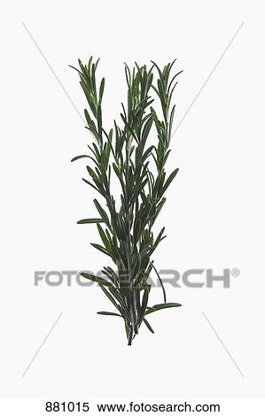 A sprig of organic rosemary on a lightbox View Large Photo Image Stock Photography - A sprig of organic rosemary on a lightbox. Fotosearch