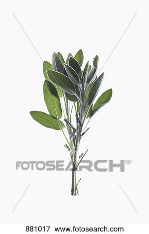 A sprig of organic sage on a lightbox View Large Photo Image Stock Photo - A sprig of organic sage on a lightbox. Fotosearch