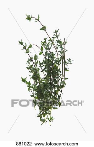 A sprig of organic thyme on a lightbox View Large Photo Image Stock Image - A sprig of organic thyme on a lightbox. Fotosearch