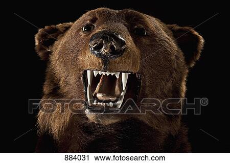 A stuffed bear head View Large Photo Image Stock Image - A stuffed bear head. Fotosearch