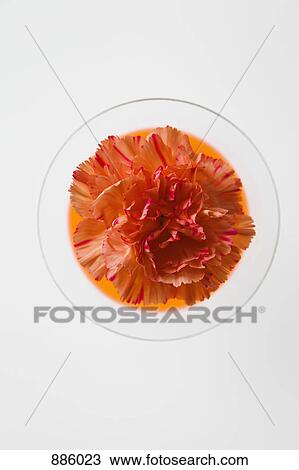A carnation in a dish View Large Photo Image Stock Image - A carnation in a dish. Fotosearch