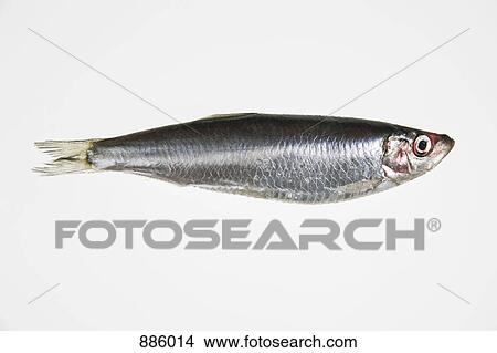 Picture - A sardine. Fotosearch