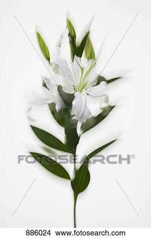 Picture - A stem of white lilies. Fotosearch