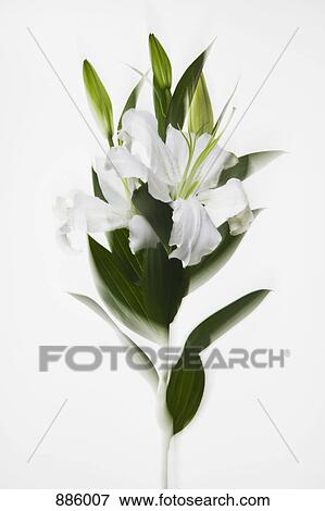 A stem of white lilies View Large Photo Image Stock Photo - A stem of white lilies. Fotosearch