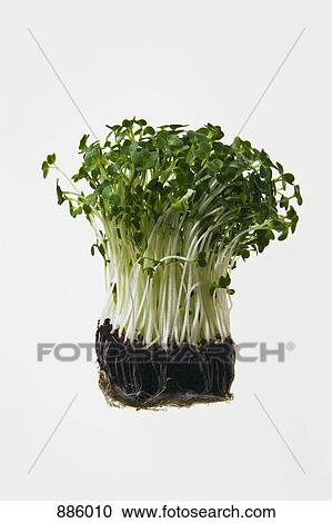 Cress with roots View Large Photo Image Stock Image - Cress with roots. Fotosearch