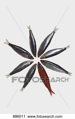 Group of sardines arranged in a circle, one painted red View Large Photo Image Stock Image - Group of sardines arranged in a circle, one painted red. Fotosearch