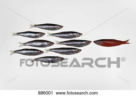 Stock Image - Group of sardines facing a single sardine painted red. Fotosearch