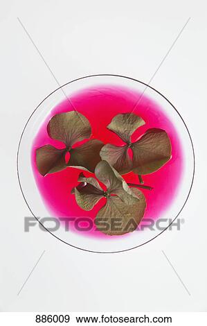 Pansies floating in pink liquid View Large Photo Image Stock Photo - Pansies floating in pink liquid. Fotosearch