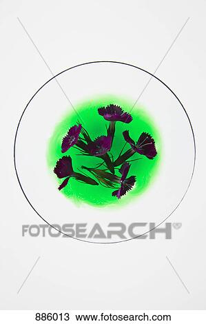 Stock Image - Pink flowers in green liquid. Fotosearch